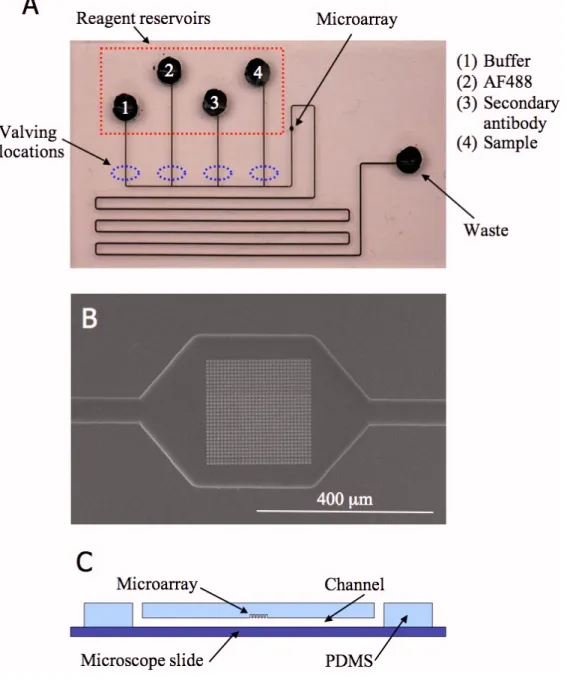 Figure 2.1.  An image of the immunoassay chip (A), an SEM image of an FIB milled  array (B), and a schematic of the cross-section of a chip (C)