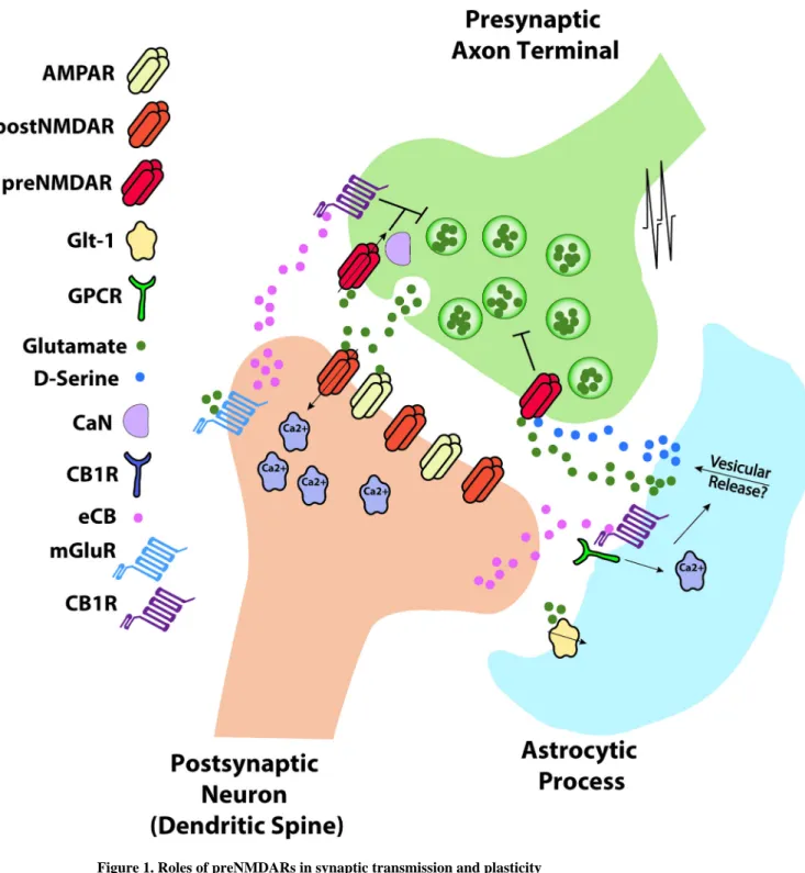 Figure 1. Roles of preNMDARs in synaptic transmission and plasticity