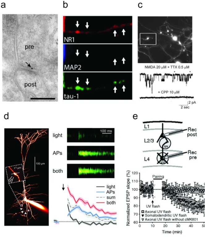 Figure 2. Evidence for the axonal expression of preNMDARs