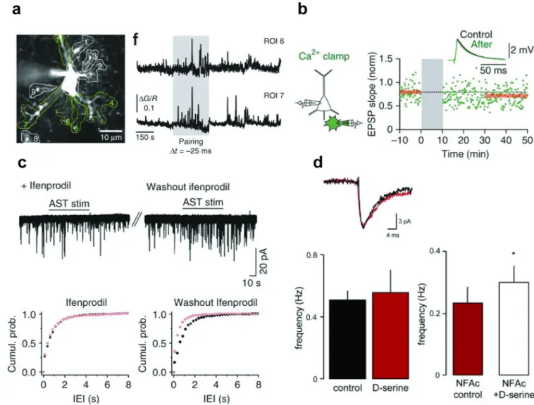 Figure 3. Astrocytic involvement in preNMDAR signalling