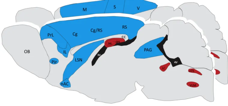 Figure 2. Neural Circuit Dysfunction in the Methyl-CpG-Binding Protein 2 (Mecp2) Mutant  Brain
