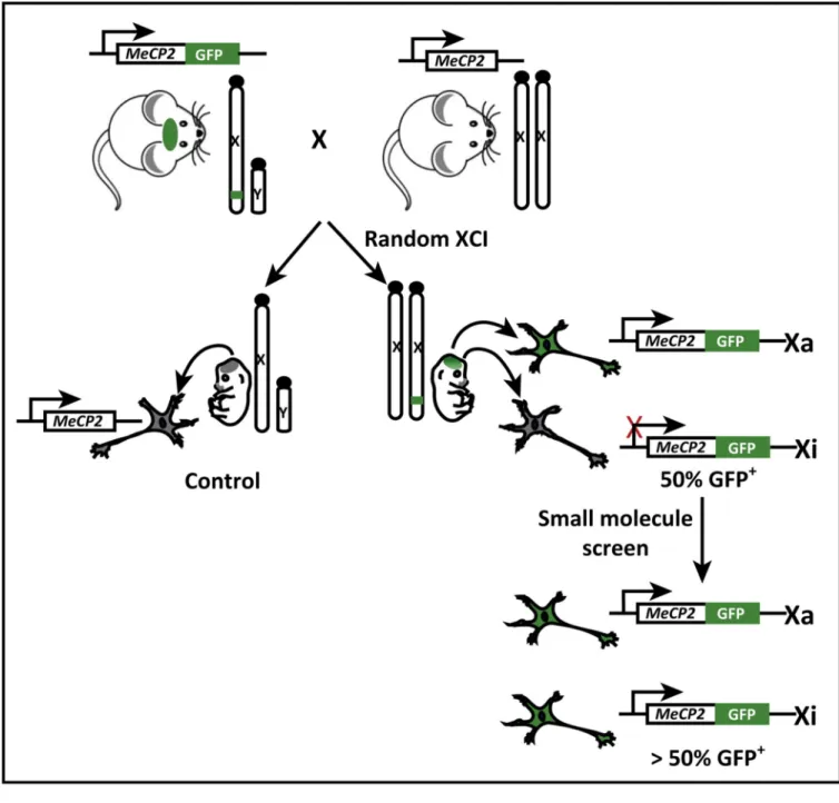 Figure 3. High-Content Small-Molecule Screening Strategy to Detect Methyl-CpG-Binding  Protein 2 (Mecp2) Reactivation