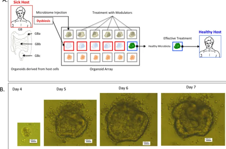 Figure I. A Microbiome-Organoid Array to Study the Impact of Gut Microbiome Modulators on  Individual Hosts