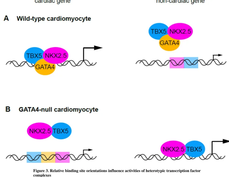 Figure 3. Relative binding site orientations influence activities of heterotypic transcription factor  complexes