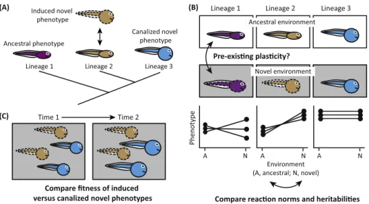 Figure 2. Approaches for Testing the Key Criteria of the Plasticity-First Hypothesis. (A) As an initial step, identify lineages to serve as ancestral-proxies to the lineage(s) that produce(s) the focal trait