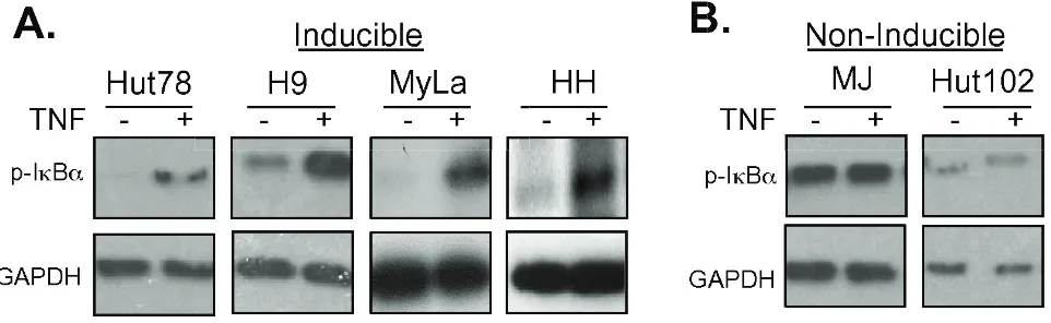 Figure 2: Doxycycline resistant cell lines are resistant to TNF-induced NF-κB pathway activation