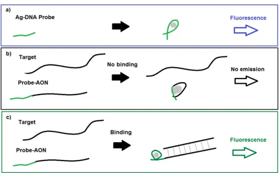 Figure 3.1: Cartoon of Probe-AON technique to measure binding efficiency through fluorescence intensity