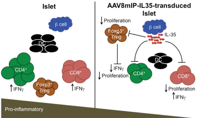 Figure 2.6: AAV8mIP-IL35 immunotherapy. IL-35 expression by β cells following adeno- adeno-associated viral vector immunotherapy inhibits proliferation and reduces islet CD4 +  and  CD8 +  T cells, and Foxp3 + Treg; islet dendritic cells are also decreased