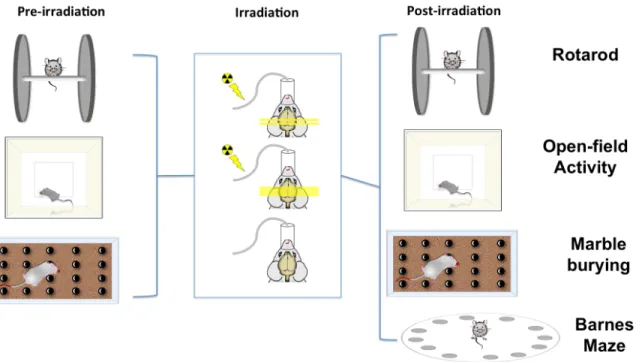 Figure 2-5: Method Abstract. The mice were pre-evaluated using rotarod, open-field activity  and marble burying tests were randomly assigned to three treatment groups: broad beam  (BB), microbeam radiotherapy (MRT) and controls