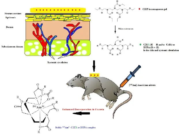 Figure 1.7 A graphic description for decorporation of [ 241 Am]-americium nitrate contaminated  rats with C2E5 transdermal formulations