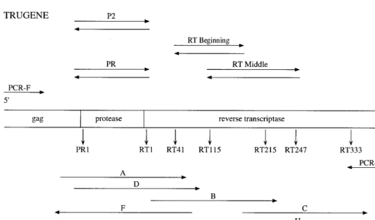 FIG. 1. Electrophoretic gel proﬁle of RT-PCR products generated using the Visible Genetics TRUGENE HIV-1isolate was selected from each HIV-1 subtype for analysis using the TRUGENE kit (version 1.0) and prototype 1.5 RT-PCR primers