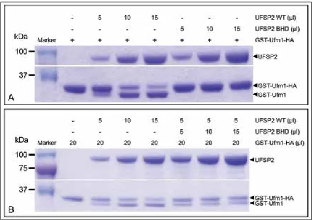 Fig. 3. (A) Sanger sequencing confirmation of the heterozygous UFSP2 c.868T>C (NM_018359.3) variant