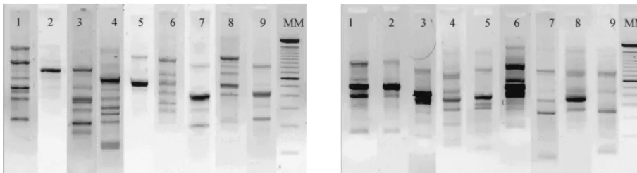 FIG. 2. Ethidium bromide-stained gels showing representative RAPD patterns for C. albicans strains from nine patients (lanes 1 to 9) with eachof the two primers used: primer B03 (left) and primer B12 (right)
