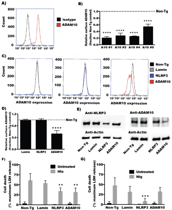 Figure  1.  (A)  Histogram  showing  staining  with  ADAM10‐directed  antibody  compared  to  isotype  control measured by flow cytometry. (B–D) THP1 cells were transfected with the indicated siRNA  three days prior to assessing ADAM10 cell surface express