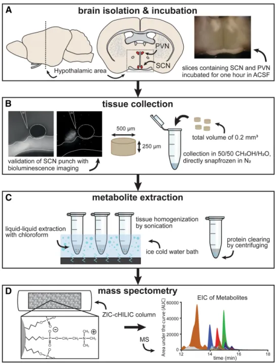 Fig. 1    Overview of tissue  sampling and processing. a  For extraction and  measure-ments of metabolites in SCN  and PVN tissue, the brain was  first isolated from the mouse,  and the hypothalamic region,  containing the SCN was cut  in 250 µm thick slic