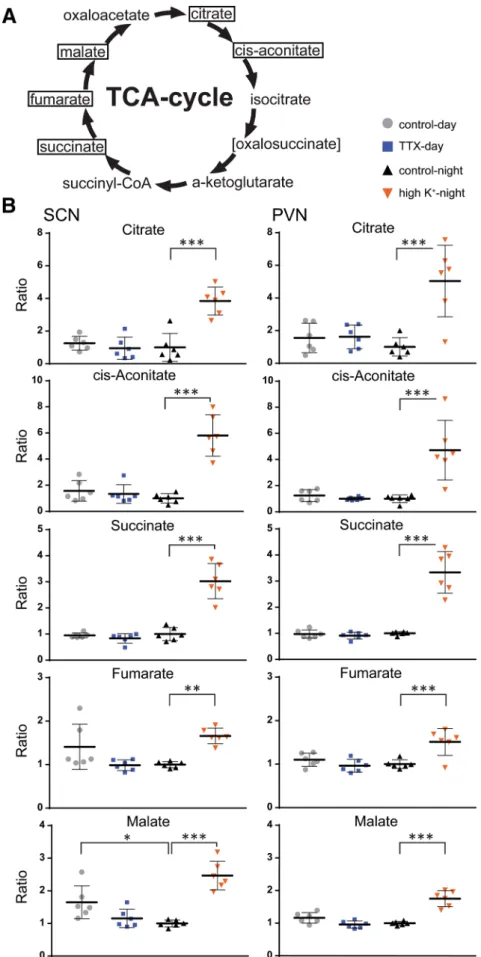 Fig. 3    Metabolites of the TCA  cycle are mainly affected by  incubation in high  K + 