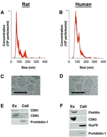 FIG. 4. Characterization of exosome enrichment in EVs secreted by primary rat and human hepatocytes