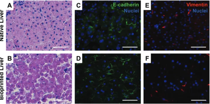 FIG. 1. 3D bioprinted tissue recapitulates the tissue-like density and architecture of normal liver