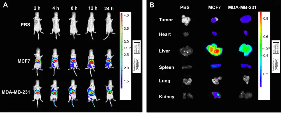 Figure 6 (A) In vivo fluorescence images of nude mice bearing MDA-MB-23127 and McF7 tumors after tail-vein injection of Dir-PTX-ch emul