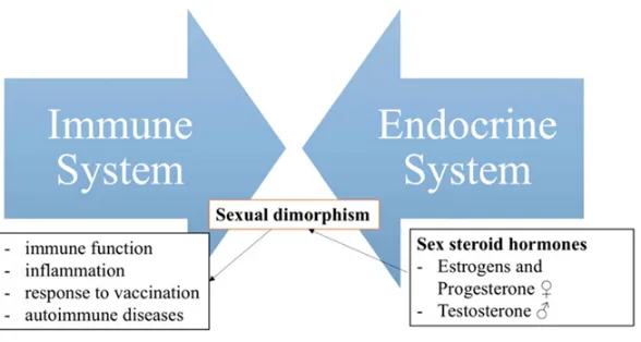 Fig. 2. Scheme of connection of immune and endocrine systems as the basis of sexual dimorphism (sexdifference indicated in symbols, there ♀ – female, ♂ – male).