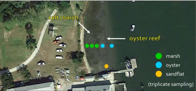 Figure 2.  Diagram of the sampling scheme.  Oyster habitat cores were collected from the  landward and seaward sides of the oyster reef; marsh cores were collected from low, mid, and  high marsh elevations; and sandflat cores were collected in adjacent san