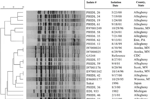 FIG. 1. PFGE analysis of selected strains from the ACHD and MDH restricted with Xba(Centers for Disease Control and Prevention [CDC]), Sakai RIMD 0509952 (Japan), and EDL 933 (American Type Culture Collection)