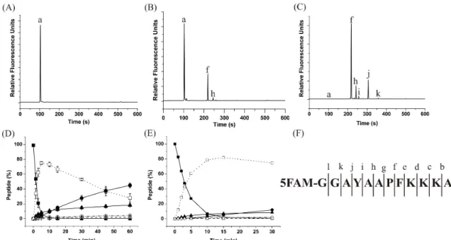 Figure 3.2: Degradation profile of the starting peptide (QW-III-67B) in a cell lysate