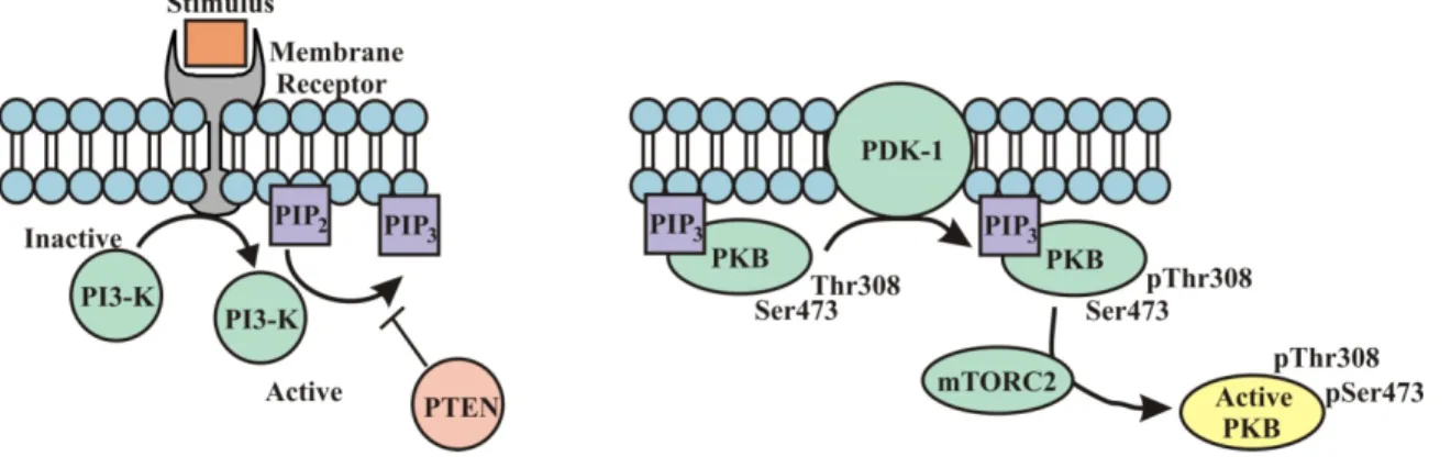 Figure 1.2:  A simplified schematic of PKB activation.  A stimulus (such as growth factor or  insulin) activates a transmembrane receptor which activates PI3-K