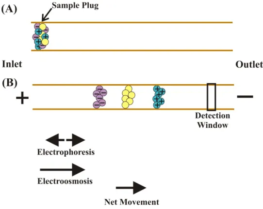 Figure 1.6:  Movement of analytes through a capillary during CE.  (A) A sample plug  composed of ions and neutral species is injected into the capillary inlet