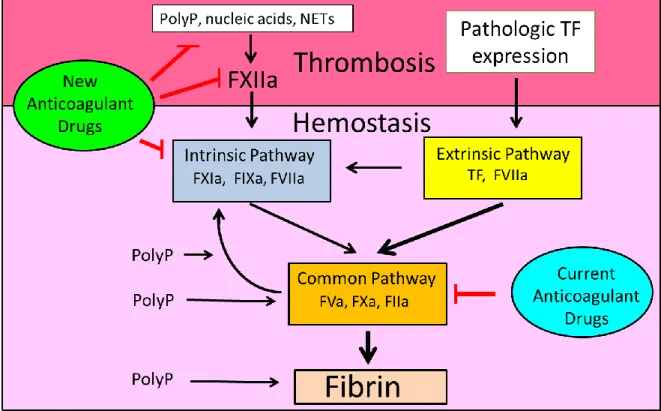 Figure 1.2: Separating thrombosis and hemostasis in the coagulation cascade. 