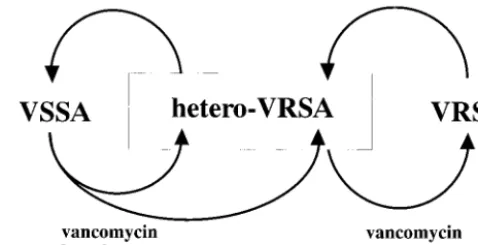 FIG. 5. Proposed cycle of vancomycin resistance expression in theMRSA population. Hetero-VRSA strains prevail in the hospital, and