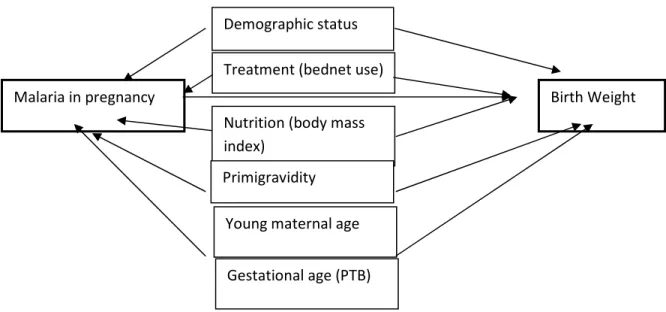 Figure 3-4 Directed Acyclic graph: Malaria and birth weight 