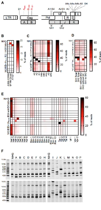 Figure 3.3. Analysis of HIV-1 splicing in WT and synonymously mutated HIV-1.  
