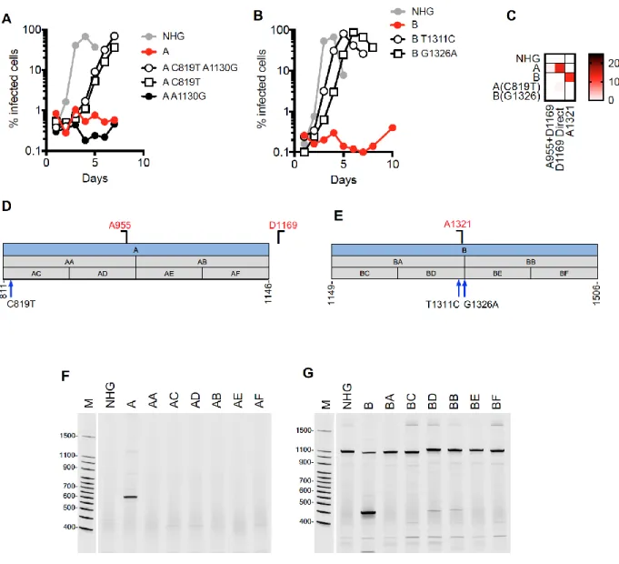 Figure 3.5. Activation of cryptic splice sites by synonymous mutations in Gag. 
