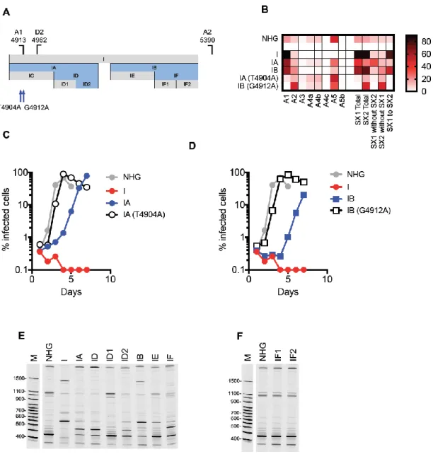Figure 3.6. Activation of canonical splice acceptor sites (A1 and A2) by synonymous mutations in  mutant I