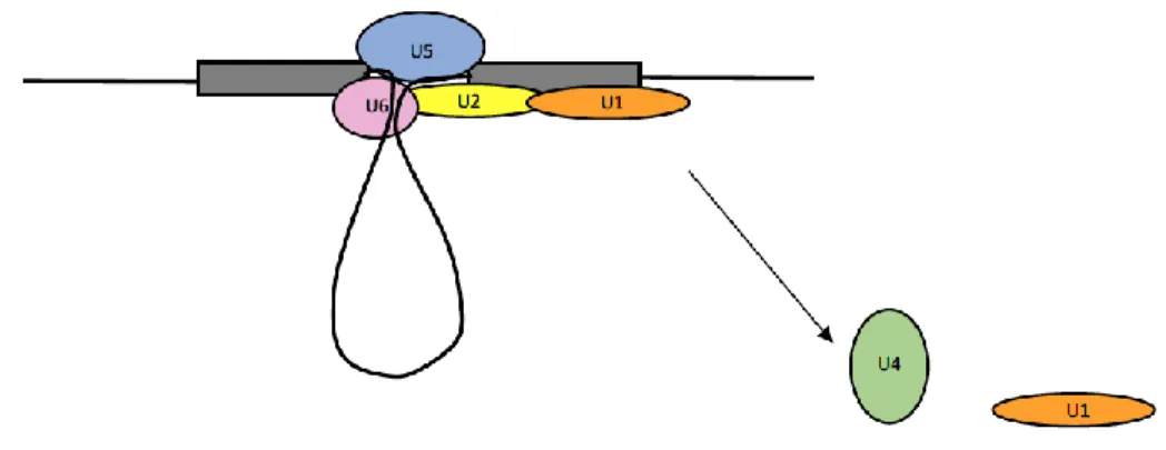 Figure 1.5. Spliceosome B* Complex 