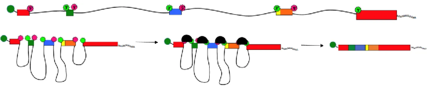 Figure 1.8. Exon Recognition and Inclusion. 