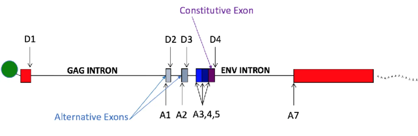 Figure 1.15. HIV-1 from and Exon/Intron Perspective. 