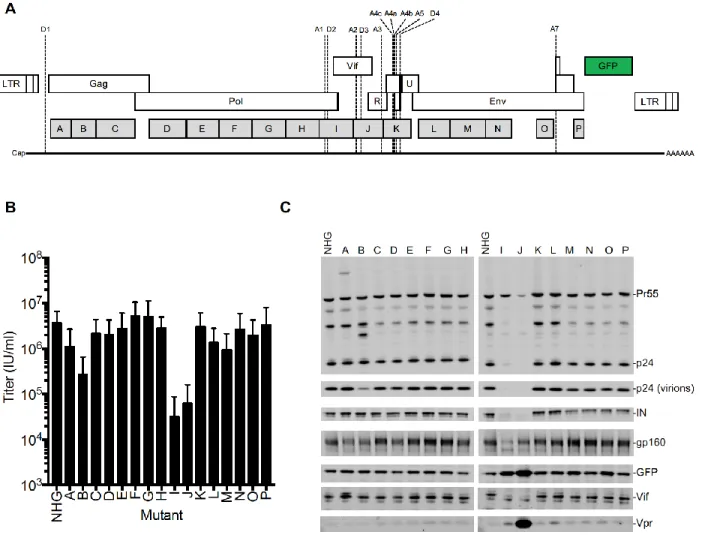 Figure 3.1. Design and analysis of panel of synonymously mutated HIV-1 viruses.  