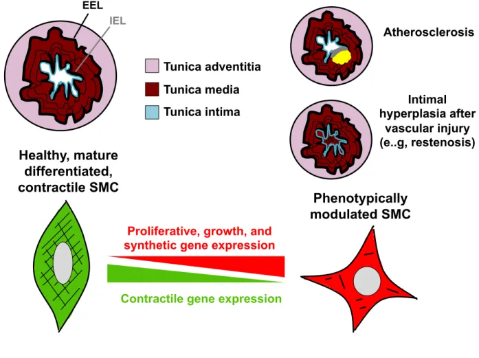 Figure 1.1. SMC vessel structure and phenotypic switching. Blood vessels are  comprised of three layers: The Tunica intima (composed of endothelial cells), Tunica  media (composed of SMCs), and the Tunica adventitia (composed of connective tissue  and nerv
