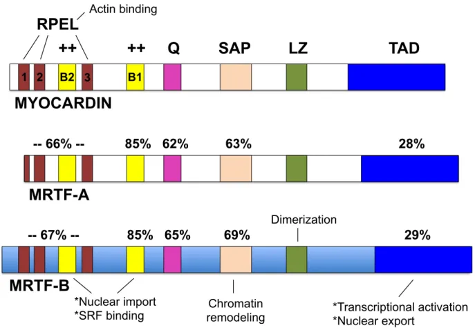 Figure 1.3. Domain structure and conservation of myocardin and the MRTFs. 