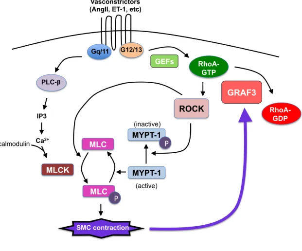Figure 1.5. Signaling mechanisms regulating SMC contraction. Vasoconstrictors  bind to GPCRs, leading to calcium/calmodulin-dependent activation of myosin light  chain kinase (MLCK), which phosphorylates myosin light chain (MLC)