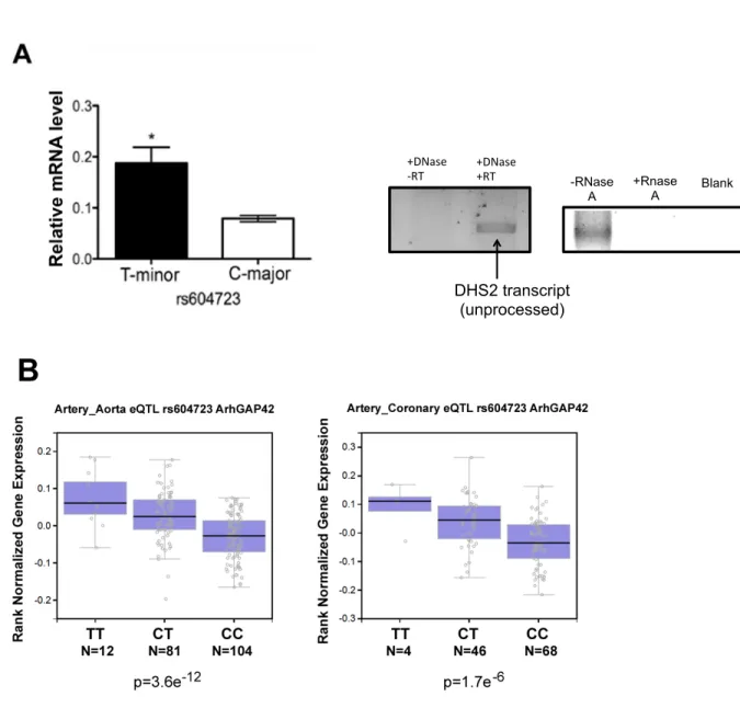 Figure 2.1. ARHGAP42 expression in SMC is regulated by allele-specific 