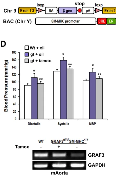 Figure 2.1 (continued). ARHGAP42 expression in SMC is regulated by allele- allele-specific mechanisms and controls blood pressure