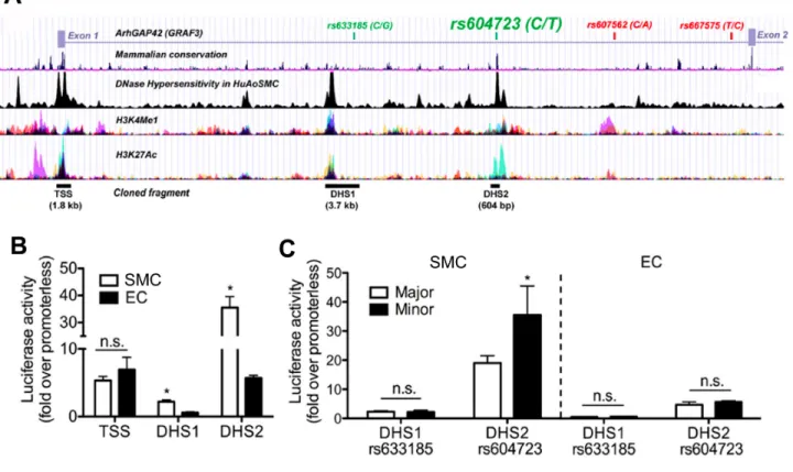 Figure 2.2. An enhancer within the ARHGAP42 first intron displays strong SMC- SMC-specific and allele-SMC-specific activity and is required for endogenous ARHGAP42  expression