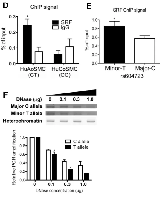Figure 2.3 (continued). The minor T allele at rs604723 promotes SRF binding. D)  ChIP assays were used to measure SRF binding to the DHS2 region in cultured 