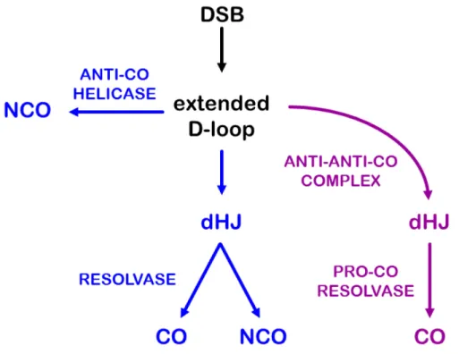 Figure 2.  Two meiotic crossover pathways.  In this unified model, a DSB is processed into an  extended D-loop