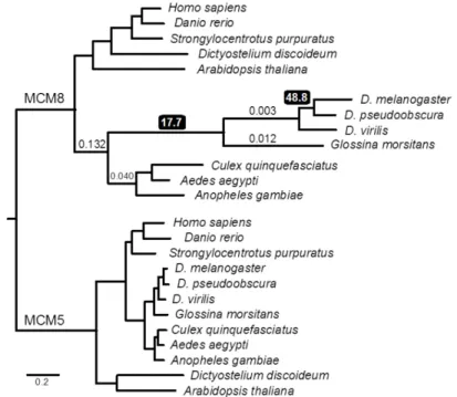 Figure 10.  Divergence of MCM8 in Drosophila.  Maximum-likelihood tree from an alignment  of the conserved MCM domains of MCM8/REC and MCM5 from diverse taxa