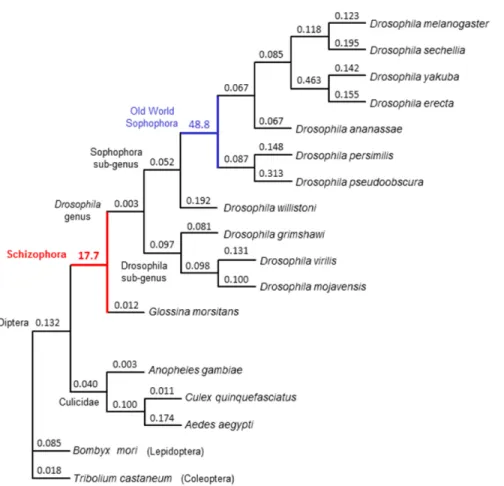 Figure 11.  Rates of evolution of REC/MCM8 in Dipteran insects and select outgroups.  The  tree represents a topology of phylogenetic relationships among the insect species shown