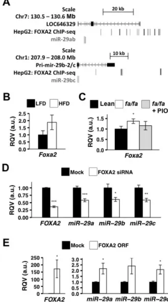 Figure 2.3. FOXA2 regulates miR-29 expression. (A) FOXA2 occupancy in HepG2 at the  miR-29ab and miR-29b-2/c genomic loci are shown (based on ENCODE ChIP-seq data)